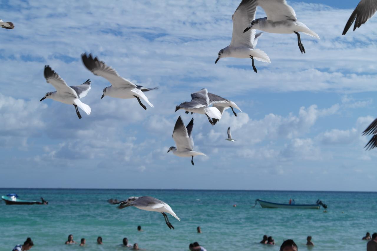 Casa Tucan Hotel Playa del Carmen Dış mekan fotoğraf